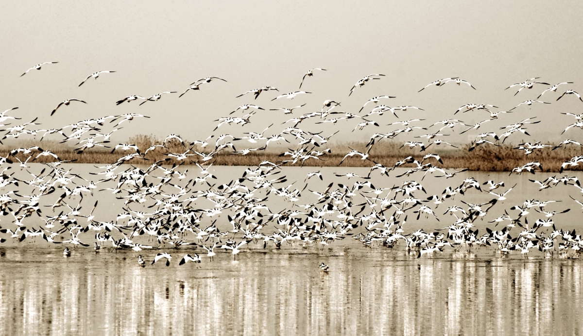 08沅江南洞庭湖(切邊).jpg 08沅江南洞庭湖(切邊).jpg