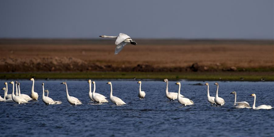 北冰、蔡文?。宏P(guān)于推動(dòng)環(huán)洞庭湖區(qū)旅游業(yè)高質(zhì)量發(fā)展的思考